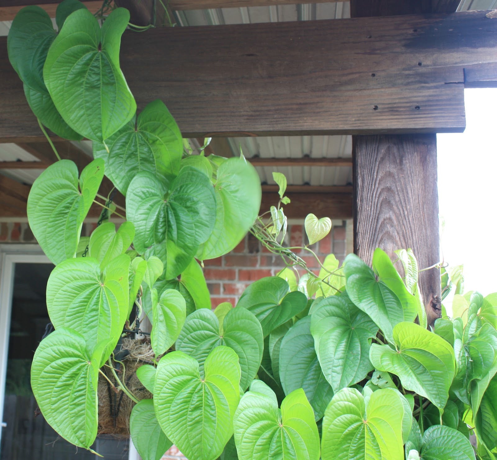 Homestead Heirloom Vine