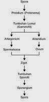 Pengertian dan Contoh Metagenesis