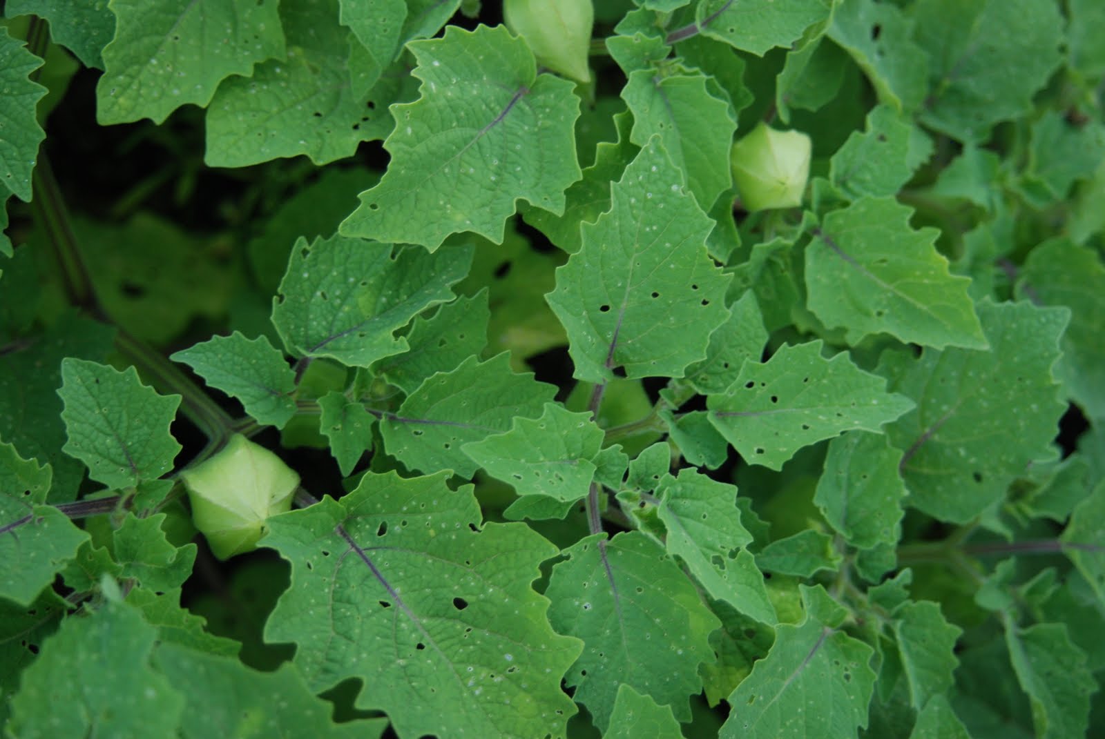 tend ground cherries