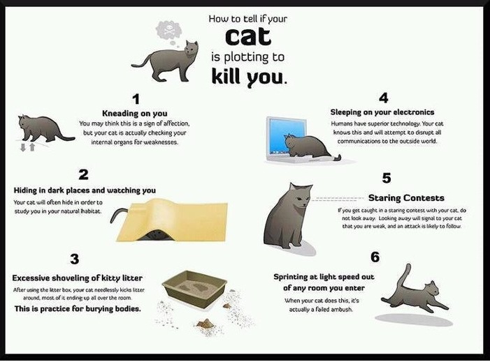 The Absent Librarian How To Tell If Your Cat Is Plotting To Kill You the-absent-librarian-how-to-tell-if-your-cat-is-plotting-to-kill-you