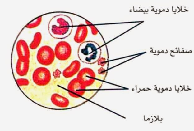 الأنسجة الضامة الرابطة Connective Tissues موسوعة العلوم