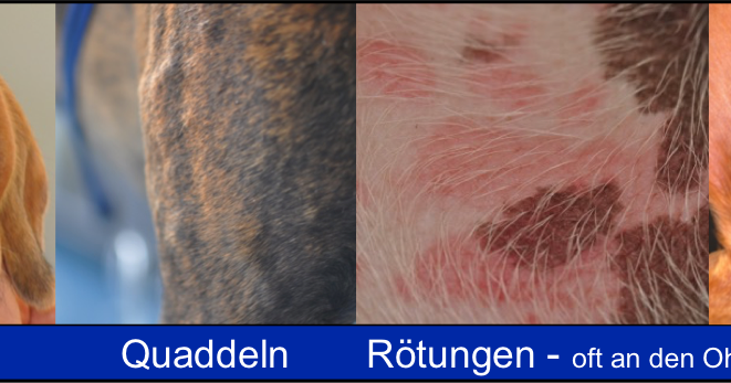 Tierdermatologie in Zürich Lebensgefährliche Bienen und Wespengift