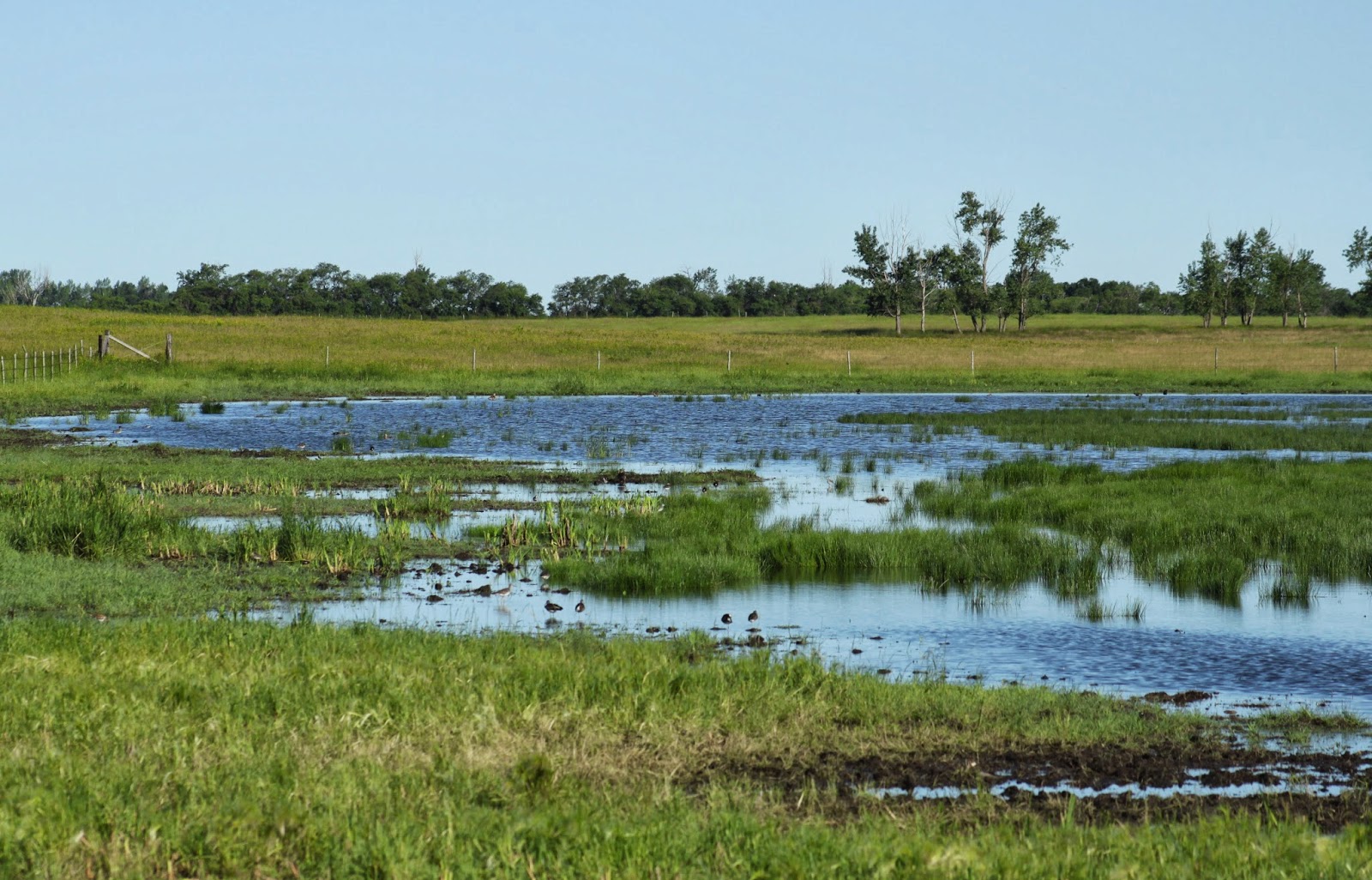 Still Life With Birder World Wetlands Day