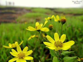 Kaas Plateau - Valley of Flowers