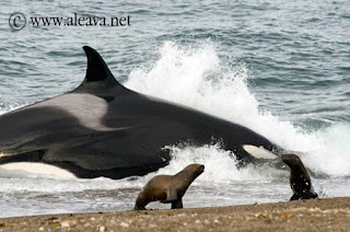 Ataque de Orca en Punta Norte