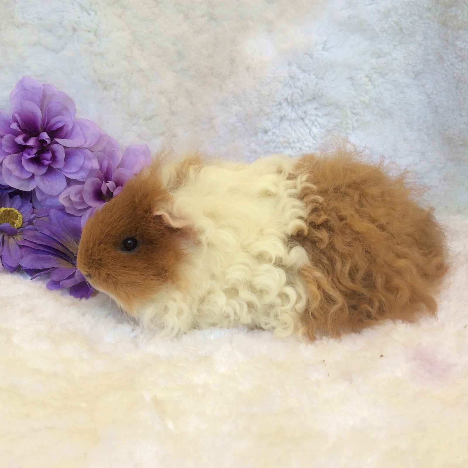 La Maison des Cochons d