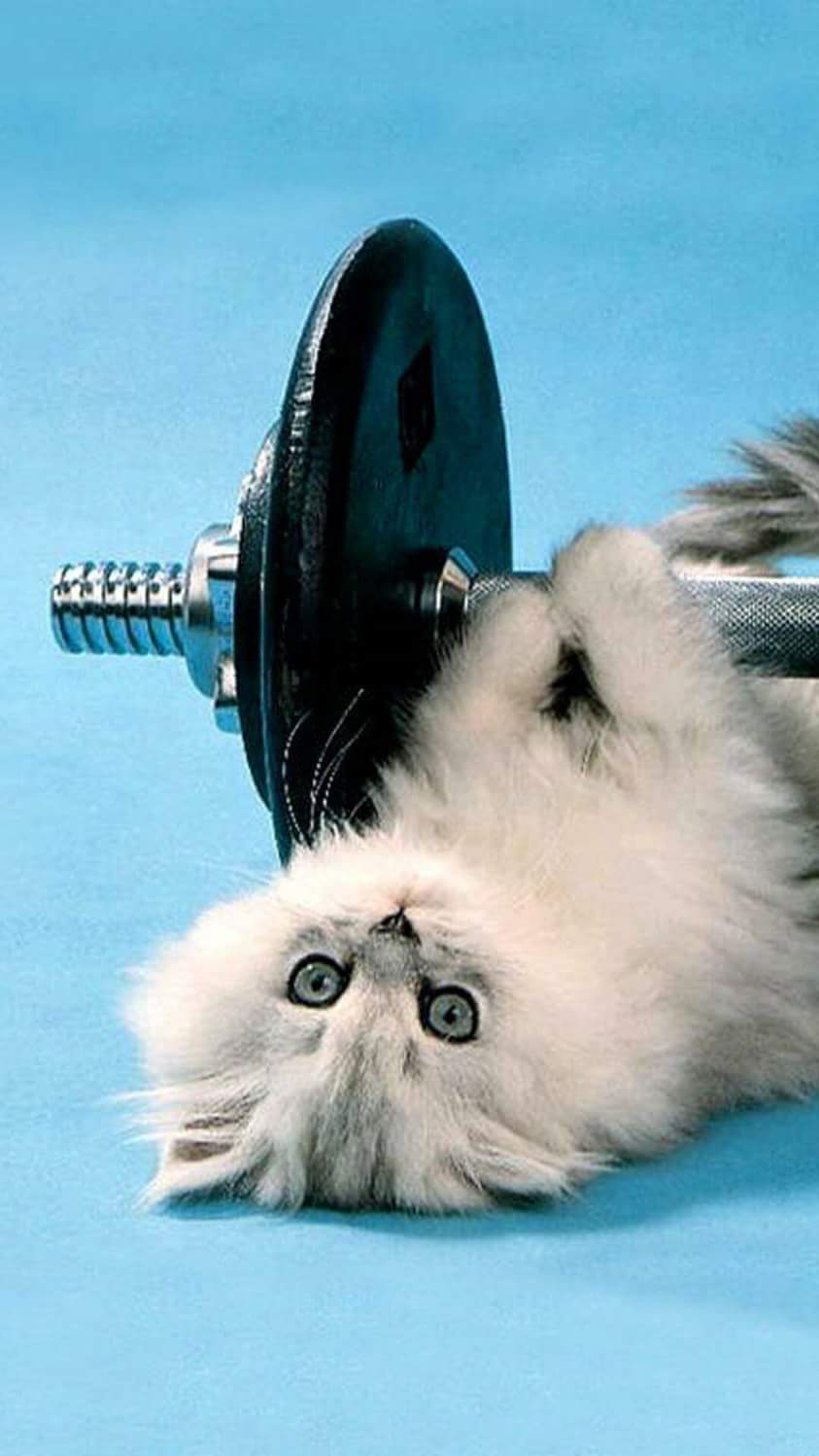 (صور) خلفيات قطط لكل الموبايلات بجودة Hd لعشاق القطط الجميلة