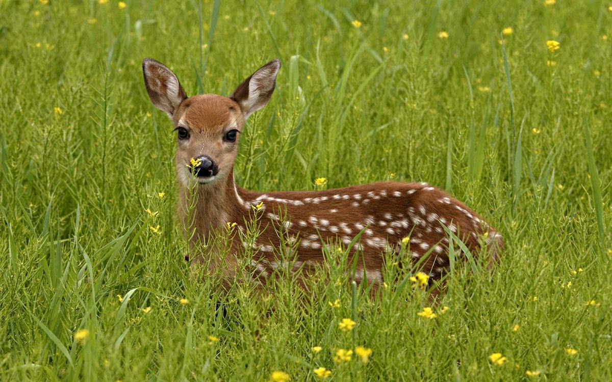 Deer Baby in Grass