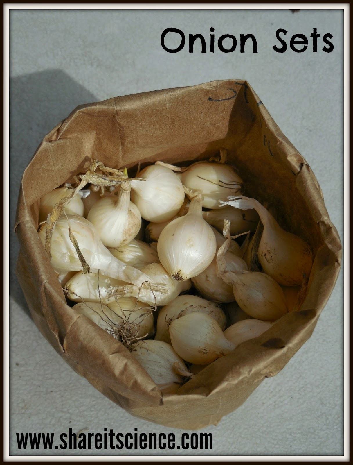 Share it! Science Glimpse of the Garden Week 8, Onion Sets