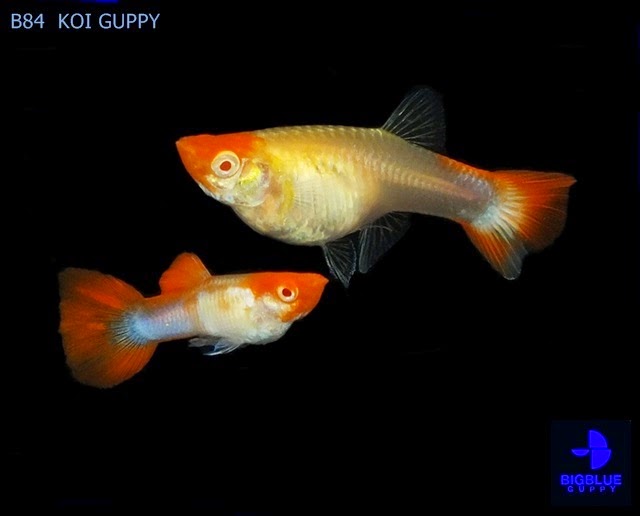 guppy-koi-pond-location