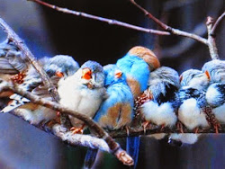 birds sleep sleeping bunch ever nature animals rest humans