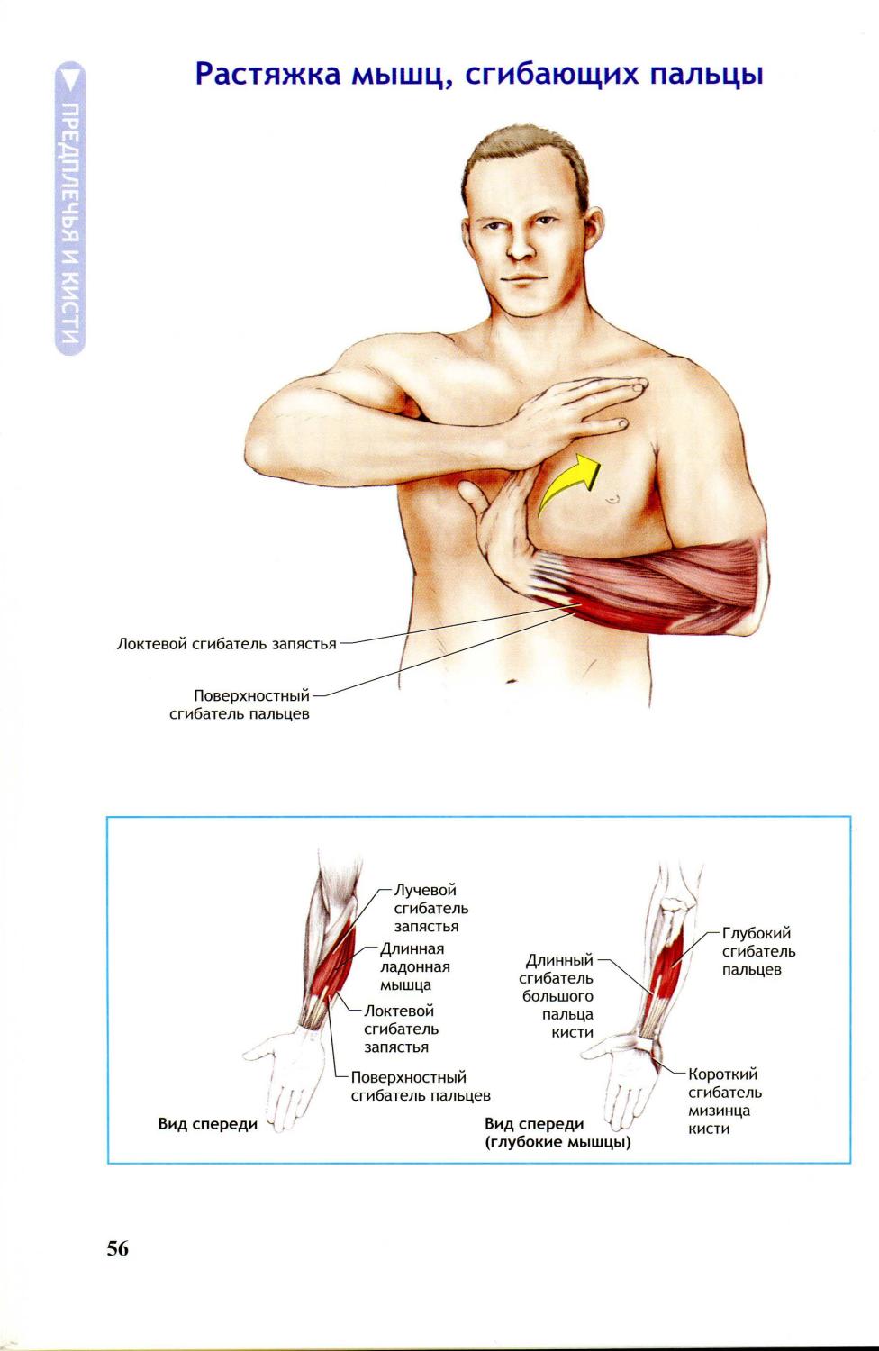 Мышцы сгибающие локоть. Сухожилия сгибателей локтевого сустава. Анатомия мышц локтевого сустава человека. Мышцы разгибающие локтевой сустав. Мышцы сгибающие локоть.