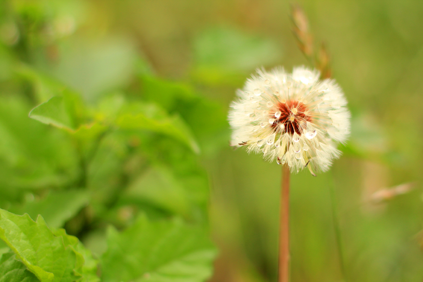 Mademoiselle Mermaid Dandelions, Weeds, and Wishes