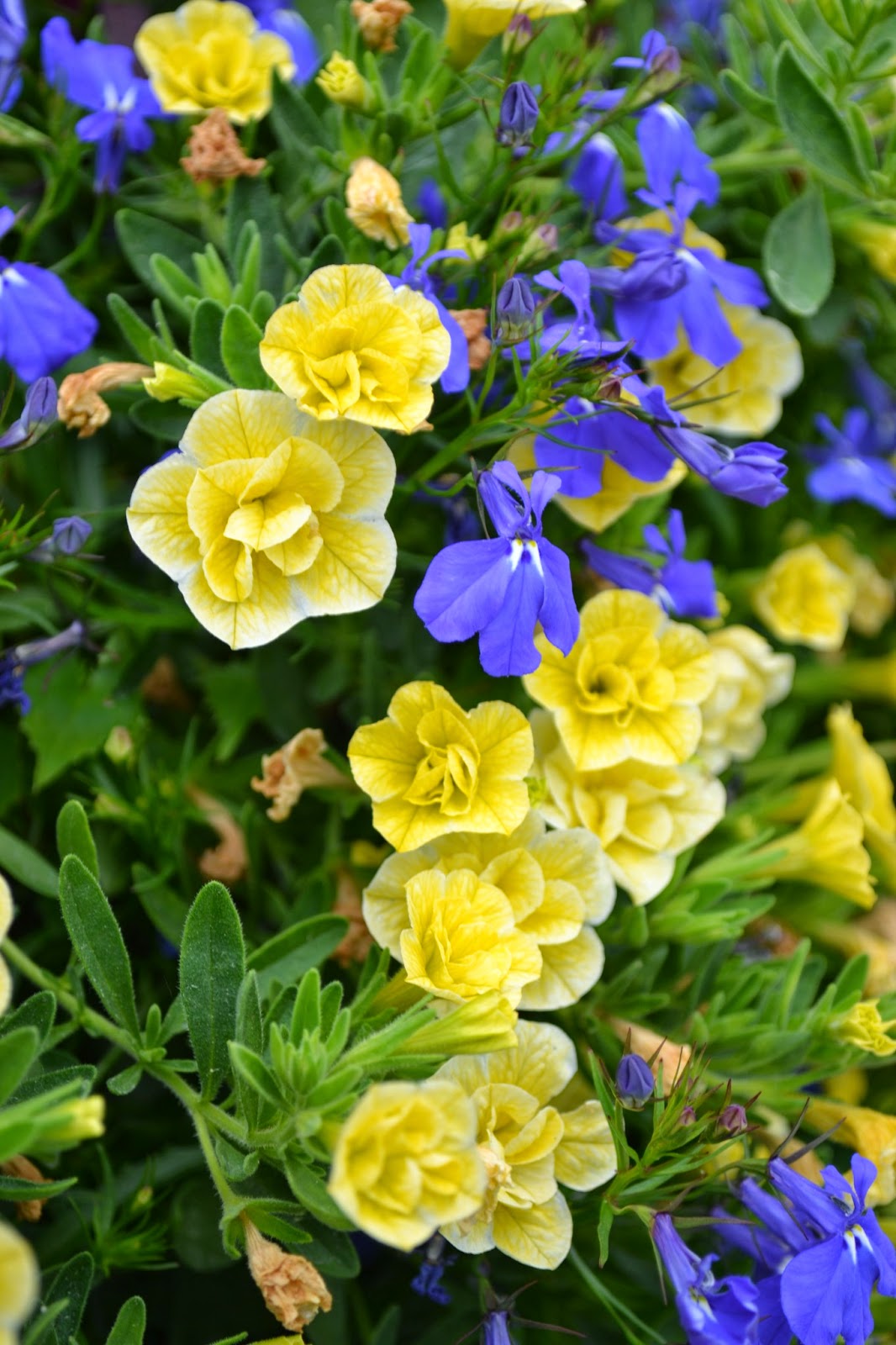 The Outlaw Gardener Vashon Island Part 3; Visiting Kathy's Corner Nursery