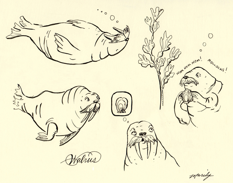 Cute Walrus Clipart Black And White Free Clip Art Images 28731