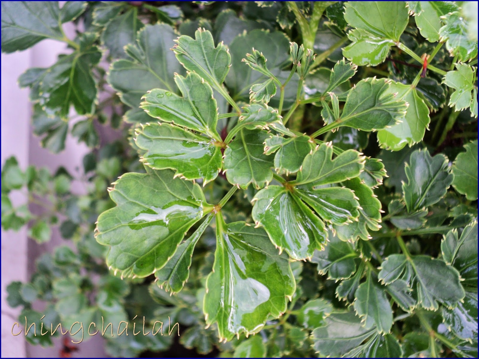 Dr Blondie Peonies And Powdery Mildew