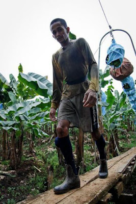 صناعة الموز في امريكا اللاتينية