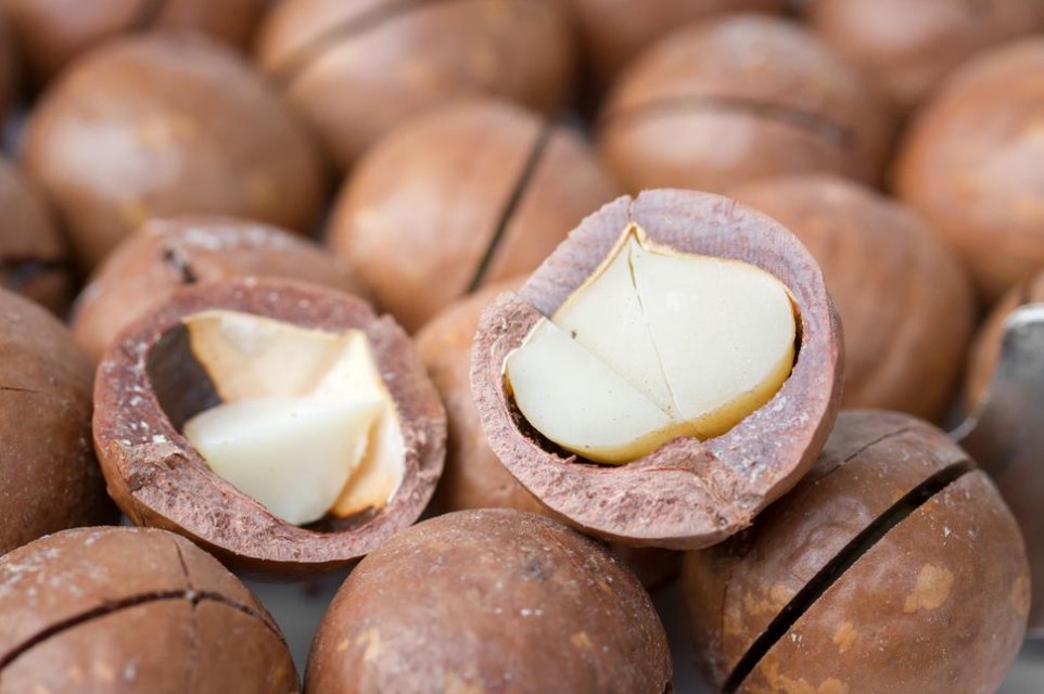 Macadamia Kacang Paling Enak Didunia
