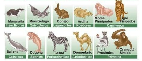 Karla González: Los mamíferos en peligro de extinción