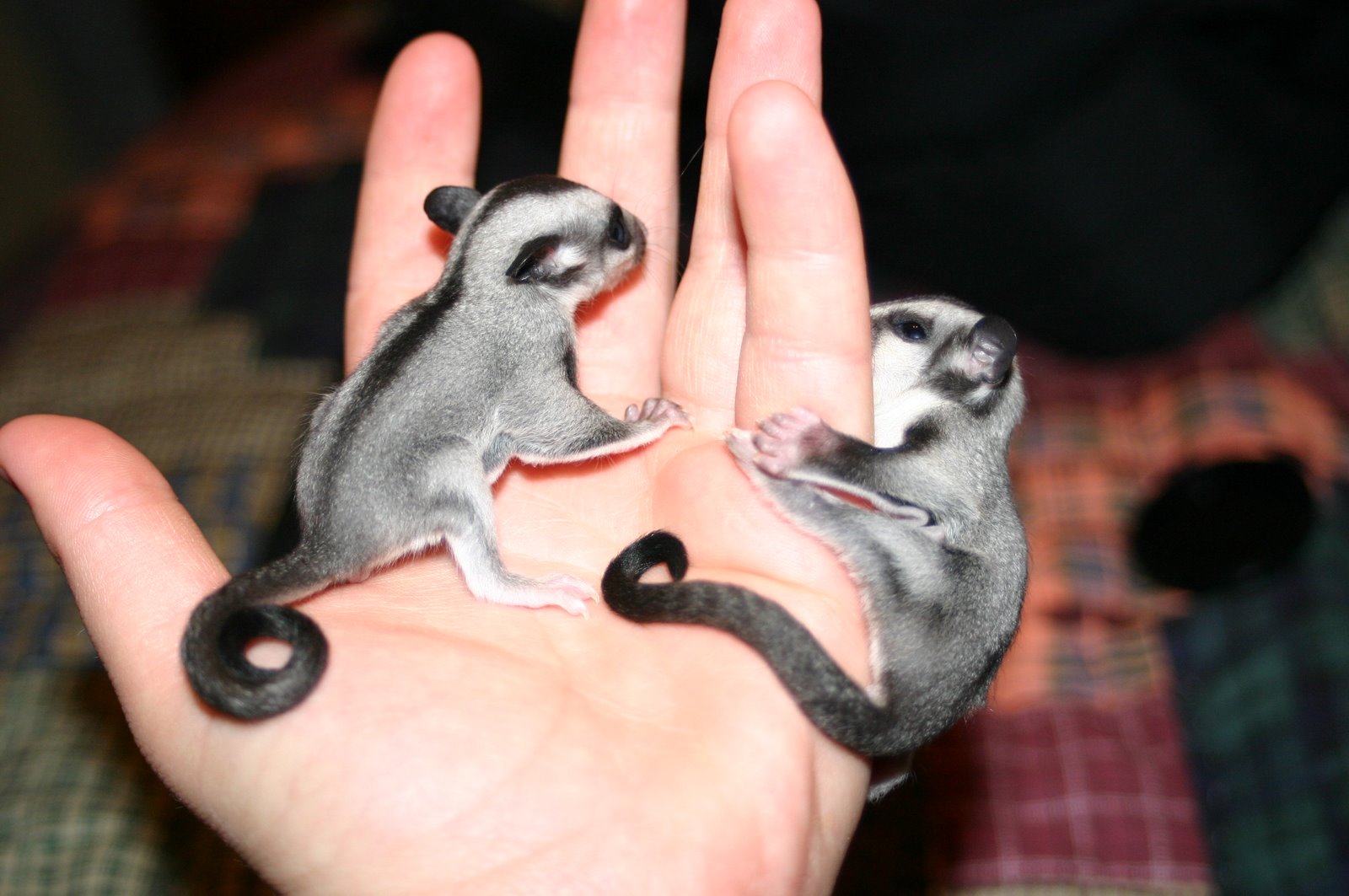 Sugar Glider