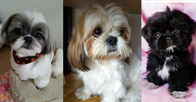 Pesquisadores confirmam que aquele olhar de “coitadinho” que seu shih-tzu faz é intencional