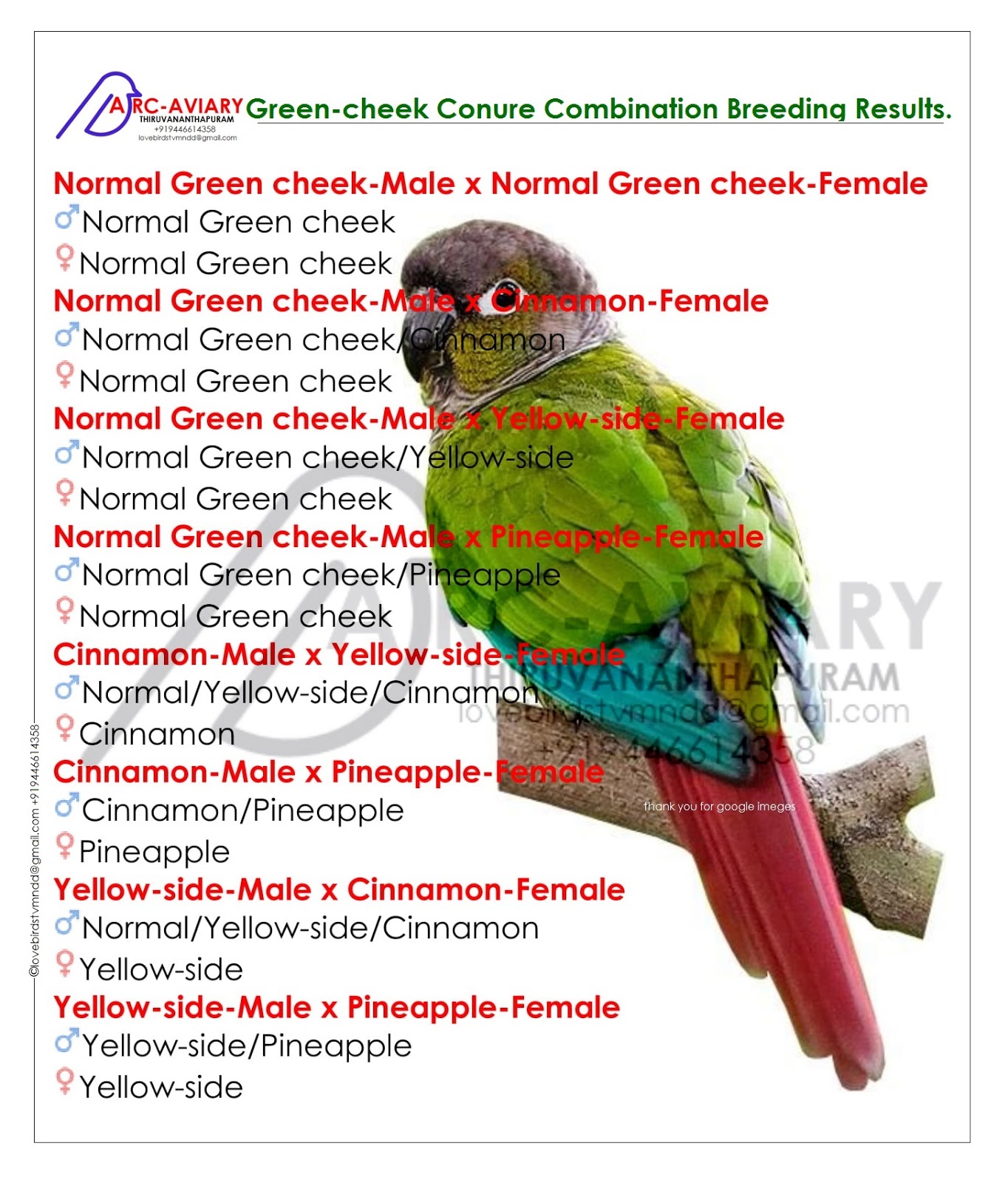Green Cheek Conure Mutations Chart
