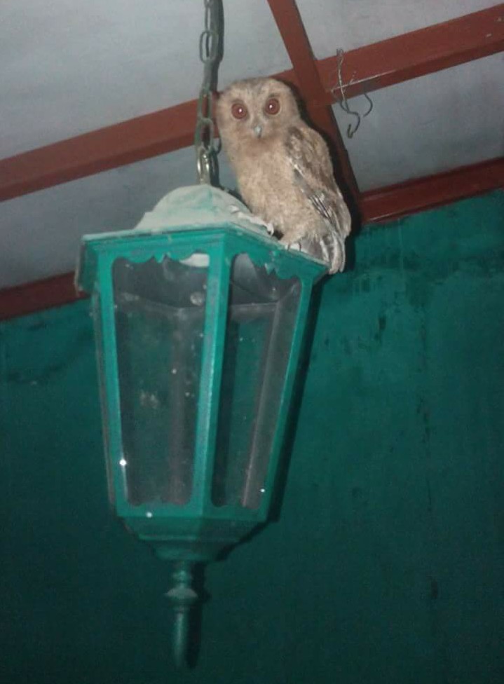 Hewan Peliharaan Sekaligus Sebagai Teman Burung Hantu Atau Owl