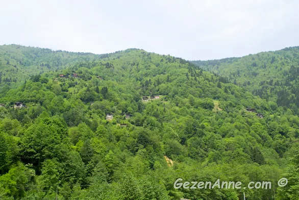 Trabzon ve Rize'nin tipik coğrafyası yüksek yeşil dağlar ve dağ tepesine kondurulmuş evler
