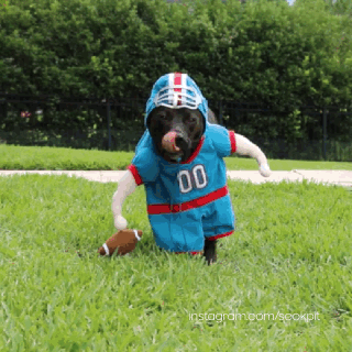 Funny animal gifs - part 108 (10 gifs), dog in football costume