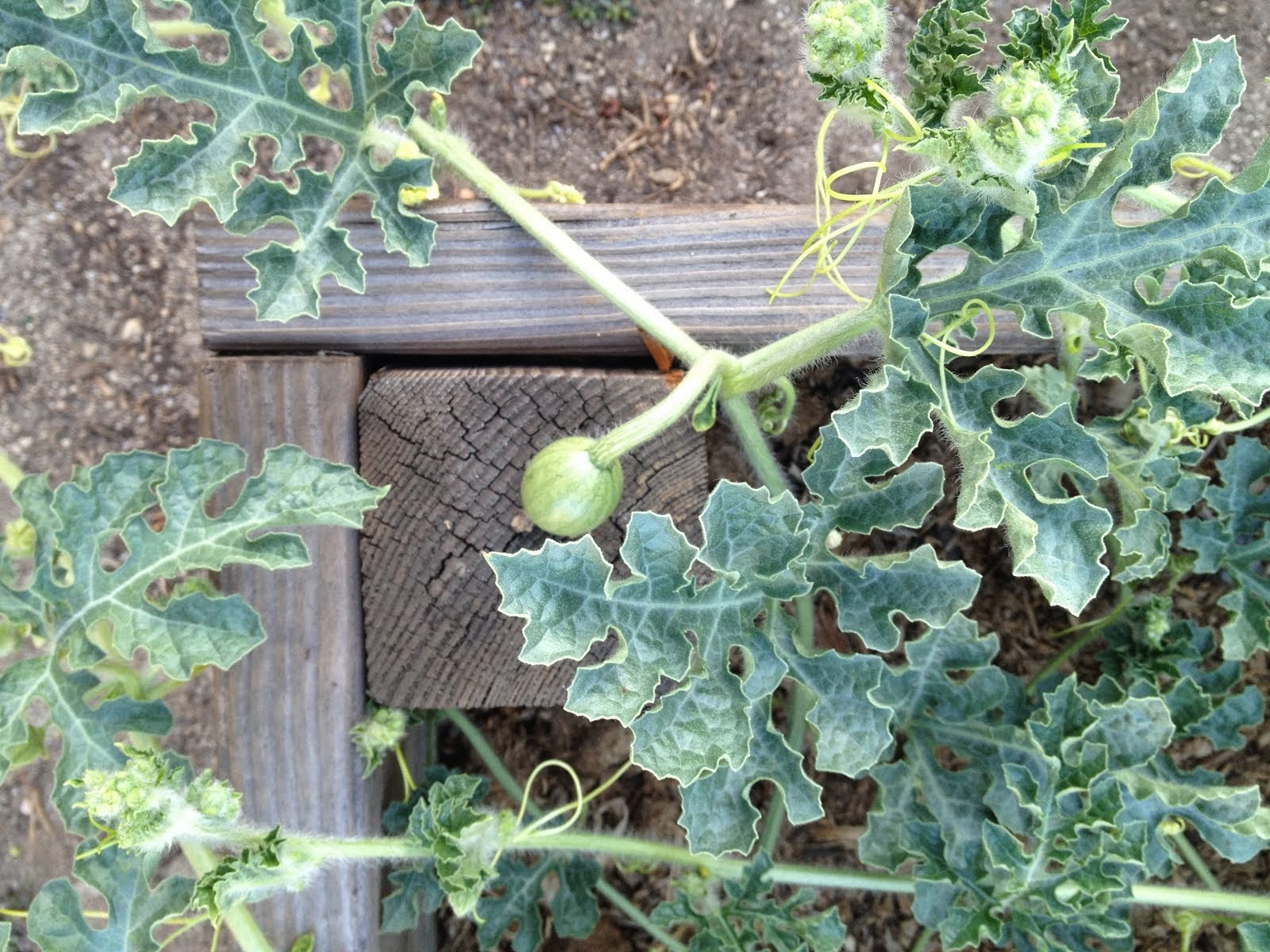 Aprille's SoCal Gardening Watermelon