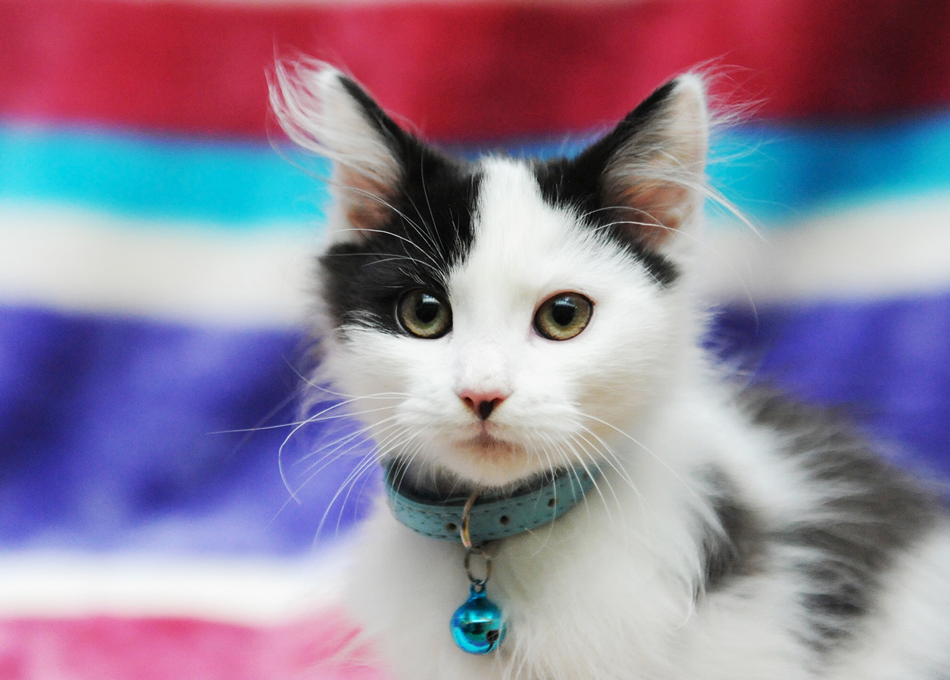 Why and When Should you Desex your Cat Australian Cat Lover