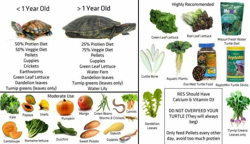 Red eared slider turtle - Rùa tai đỏ