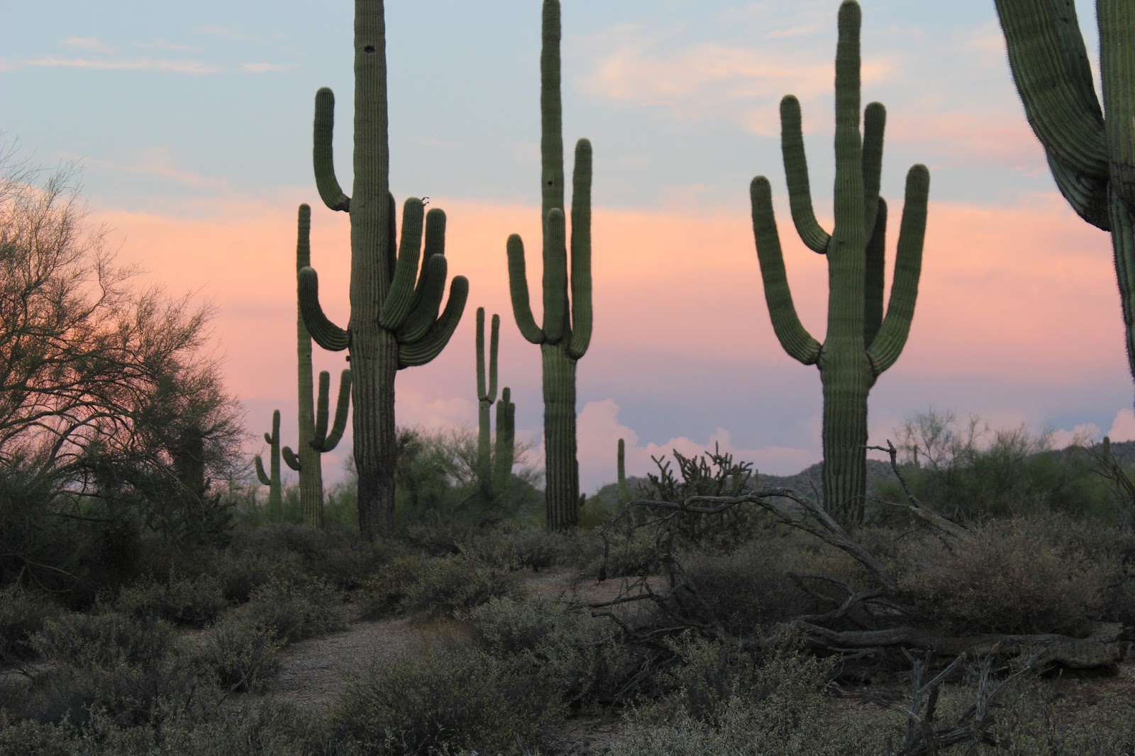 Cowboy Kisses  Saguaro Cactus