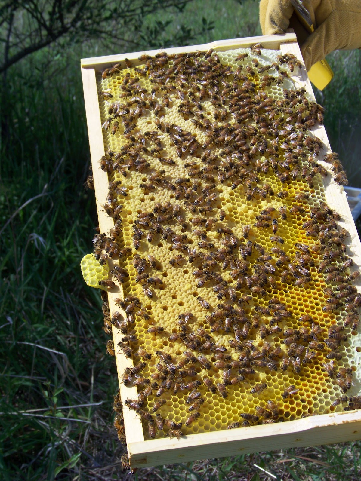 Iron Oak Farm: The Bees are Capping Honey