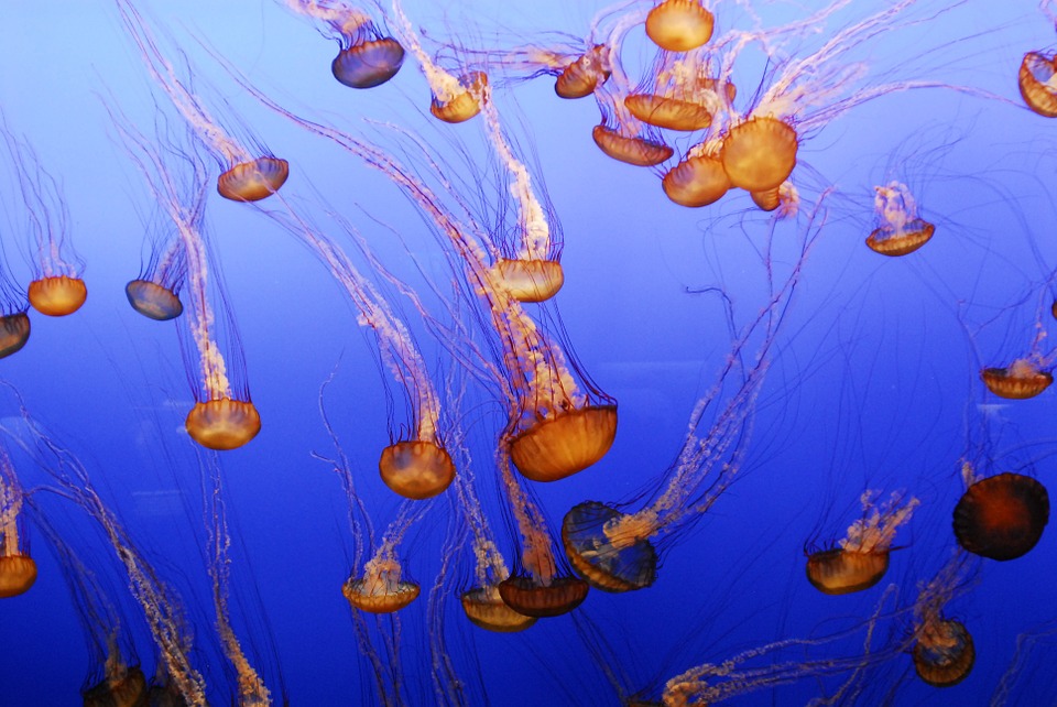 16 Amazing Facts About Jellyfish In Hindi