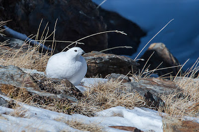 Perdiu blanca (Lagopus muta)