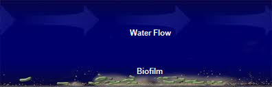 Biofilm Formation