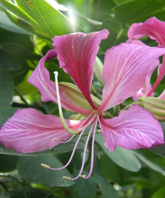 Hong Kong Orchid Tree Bauhinia x blakeana bloom Allan Gardens Conservatory by garden muses: a Toronto gardening blog 
