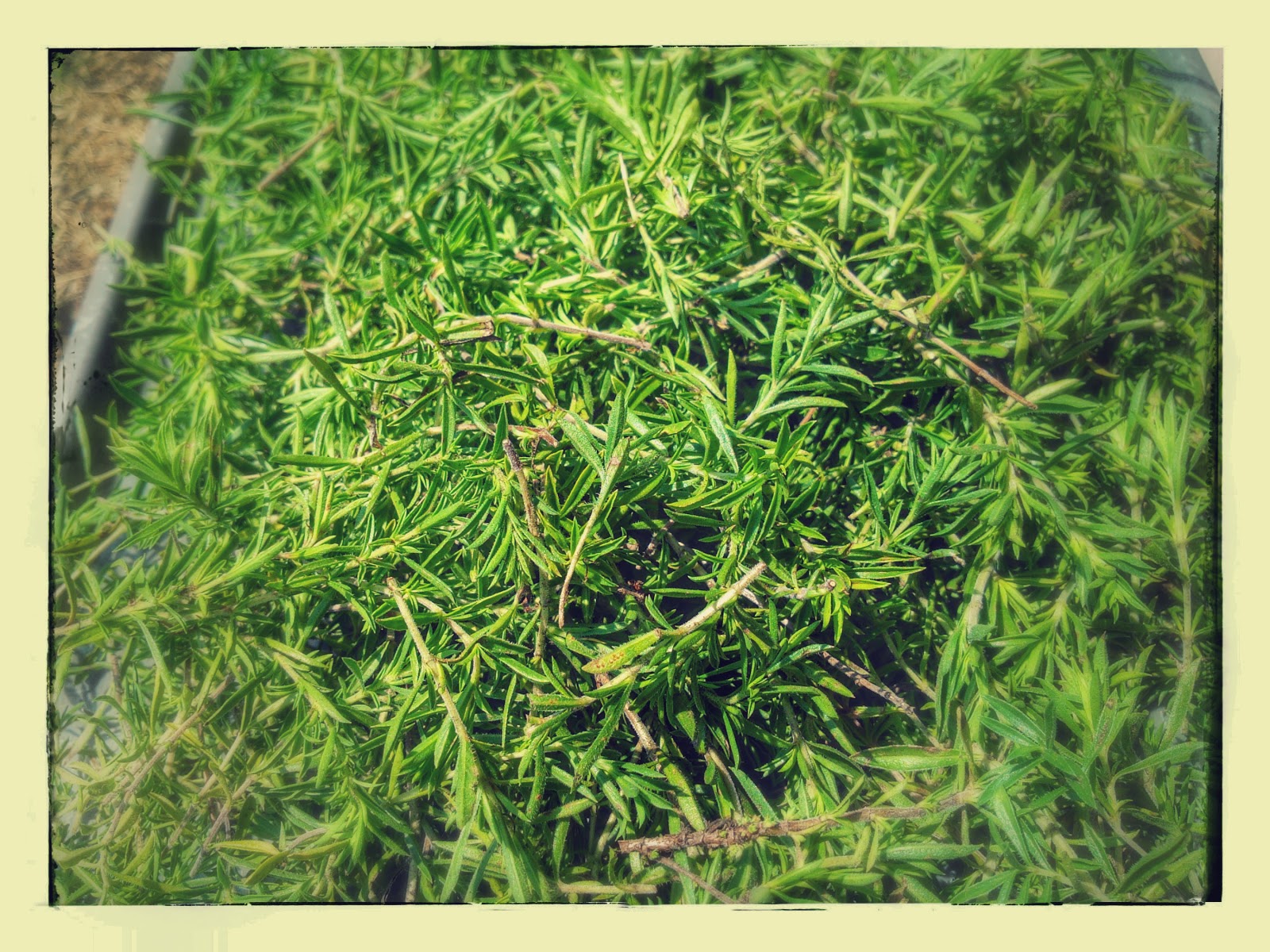 Ah, les herbes de Provence