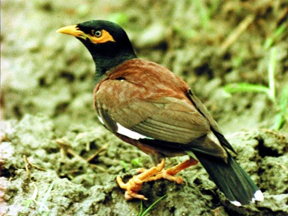 BD NATURES: Typical Myna (Salik/Shalik Pakhi) is actually indigenous ...
