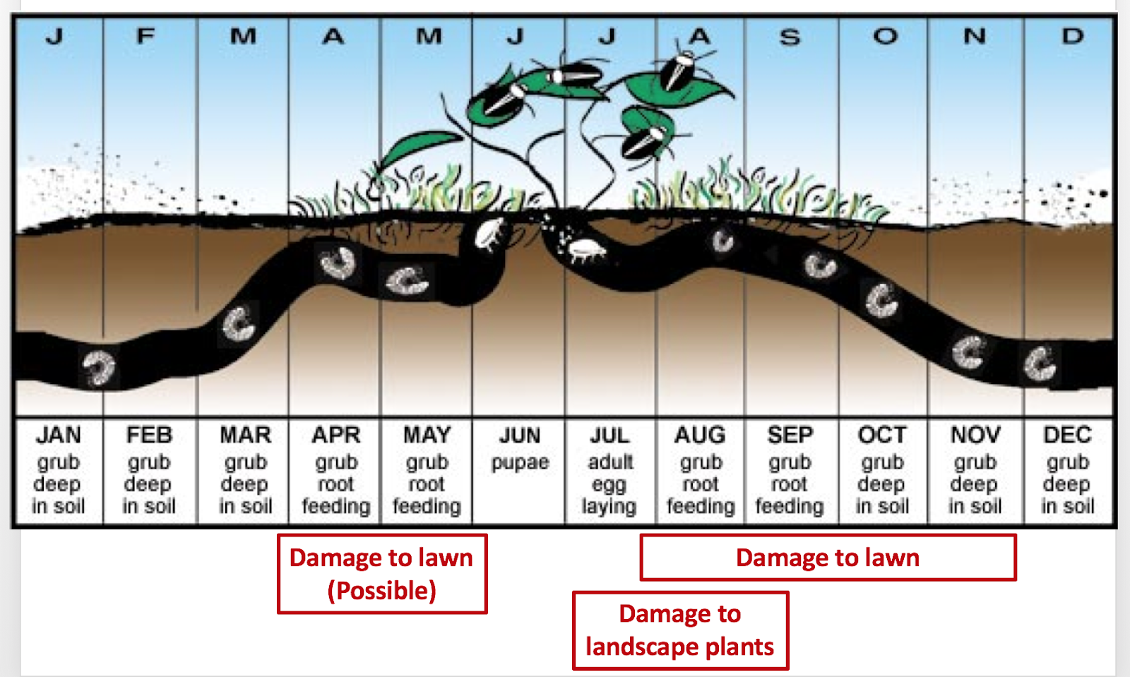 COHorts Battling Japanese Beetles