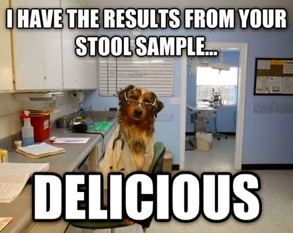 30 Funny animal captions - part 19 (30 pics), dog doctor meme