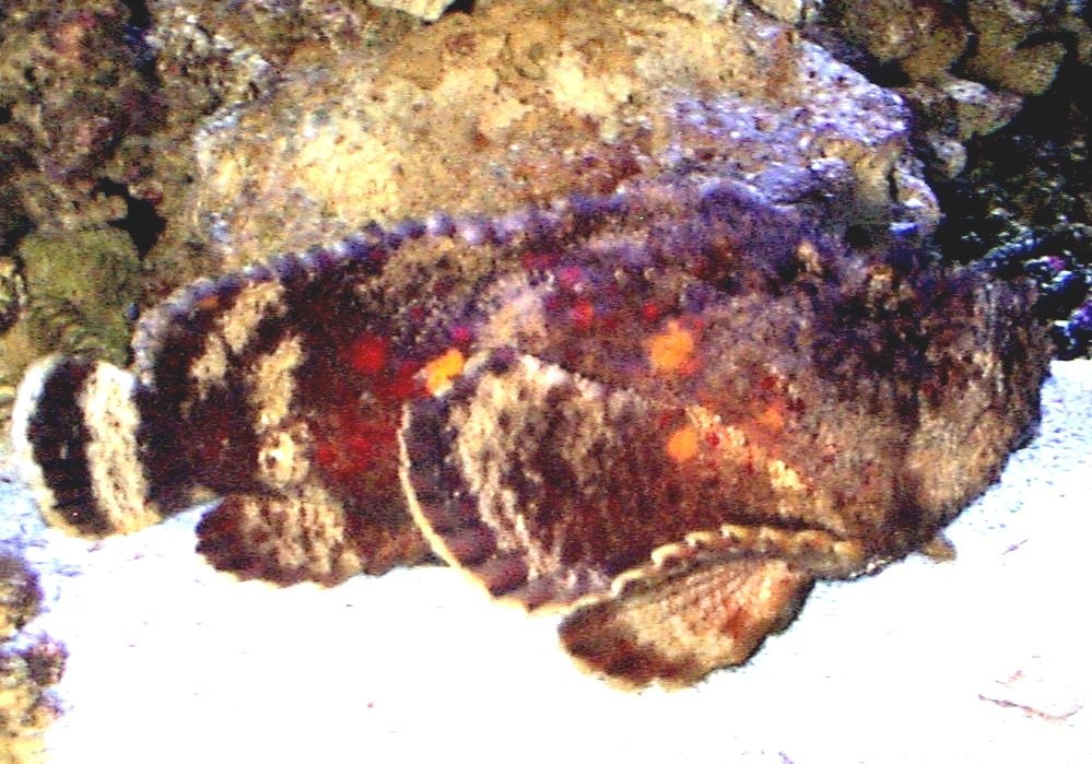 Oyster Toadfish Oyster Crackers Fish