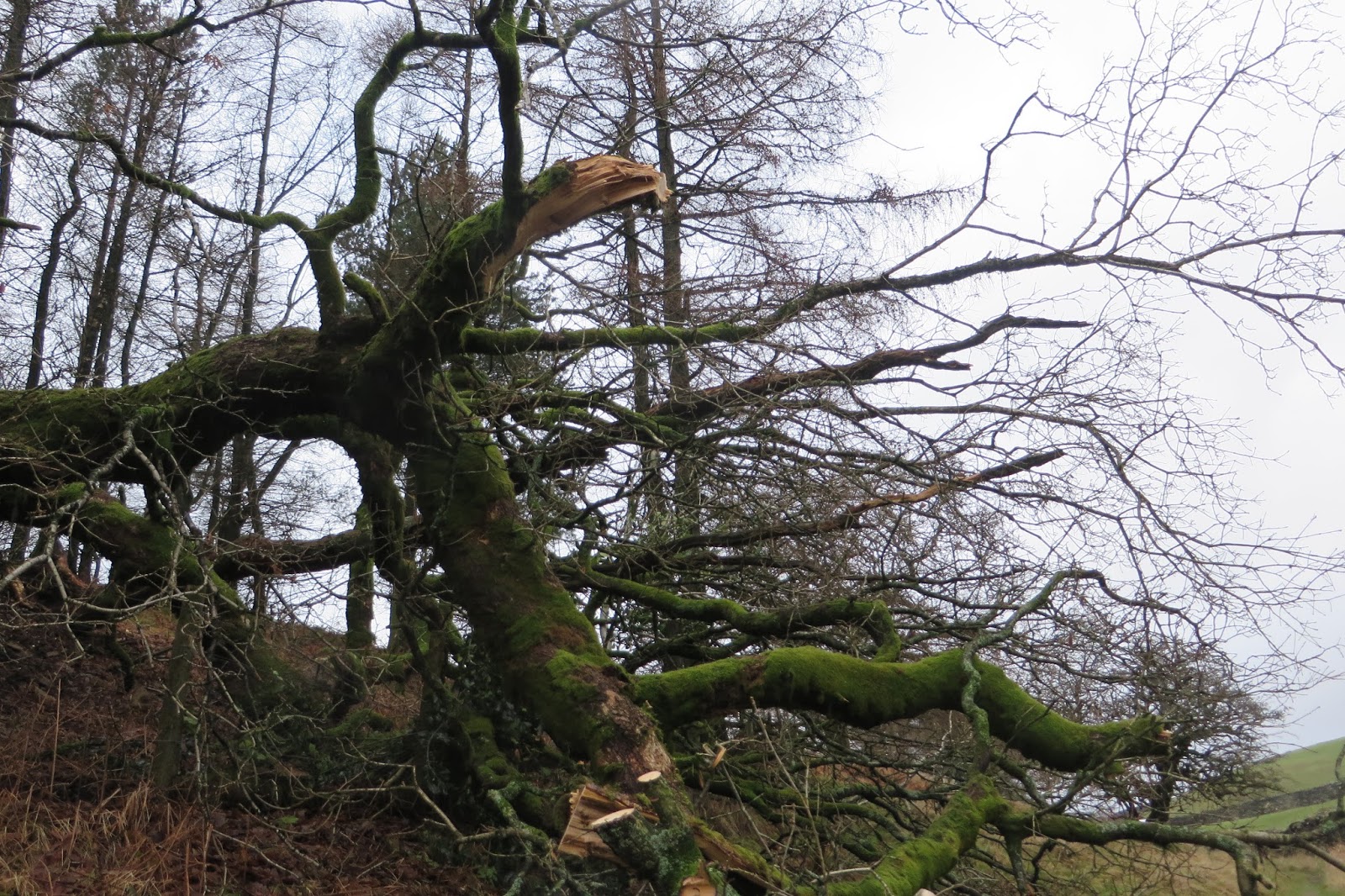 Central and East Lakes Rangers: More nuisance trees!