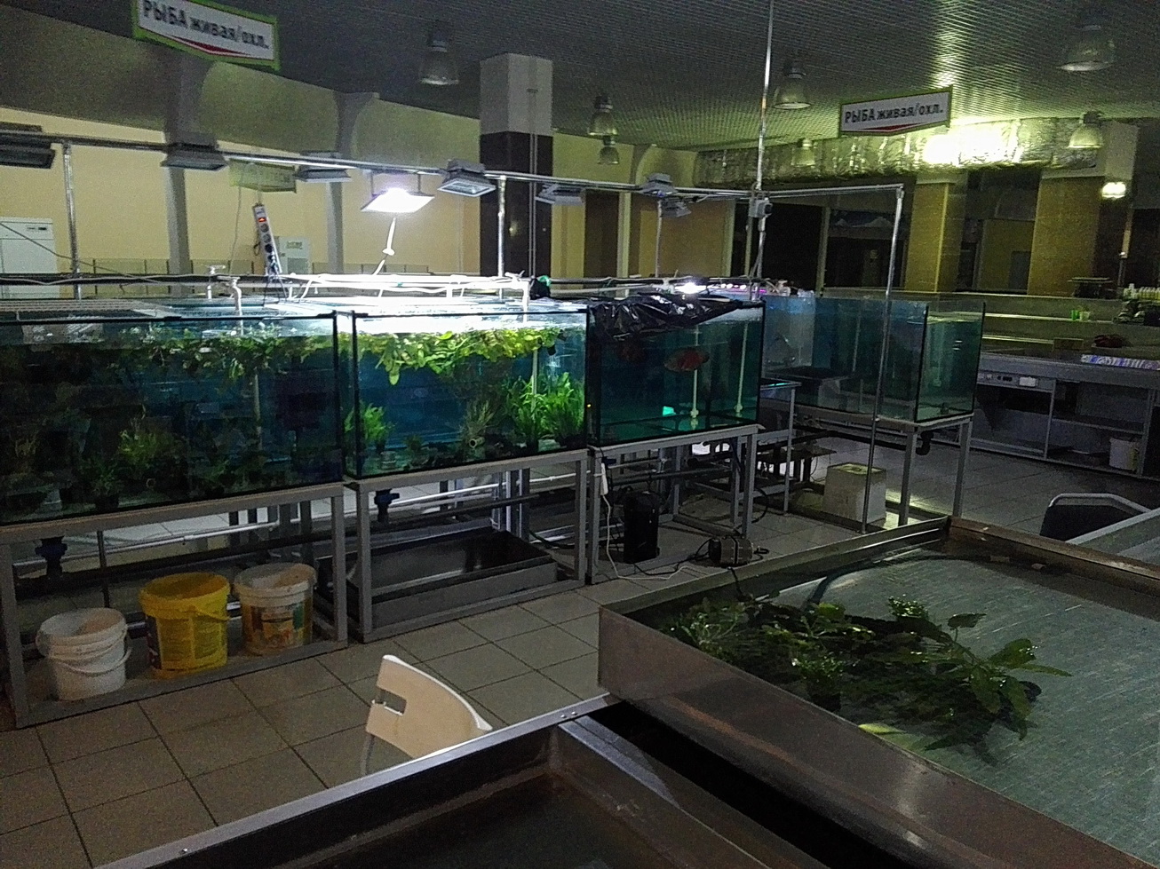Аквариумы липецк. Аквариум трапециевидный. Магазин аквариумных товаров воронеж. Магазин аквариумных товаров воронеж. Магазин аквариумных товаров воронеж.