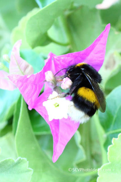 Bumblebee I