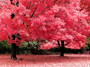 Mira aquí mas wallpapers de otoño · No hay comentarios: hermosos arboles de color rosado