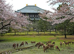 Mengunjungi Nara, Jepang, Kota Tua yang Misterius dan Bersejarah Kota Nara, Jepang