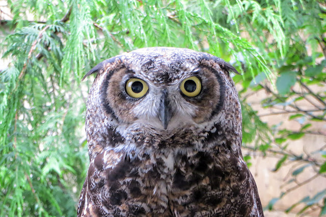 A Recovering Owl at the Alaska Rainforest Sanctuary