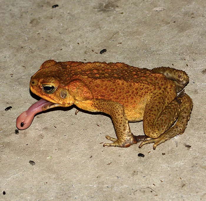 Cane toads feeding on the porch